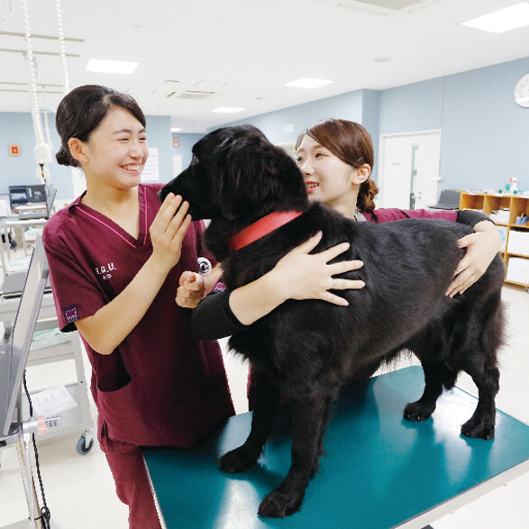 農食環境学群 獣医保健看護学類