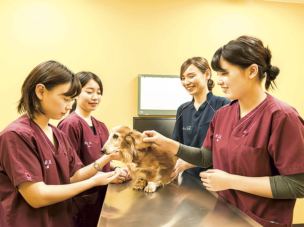 在学生の方へ 酪農学園大学 農食環境学群 獣医学群