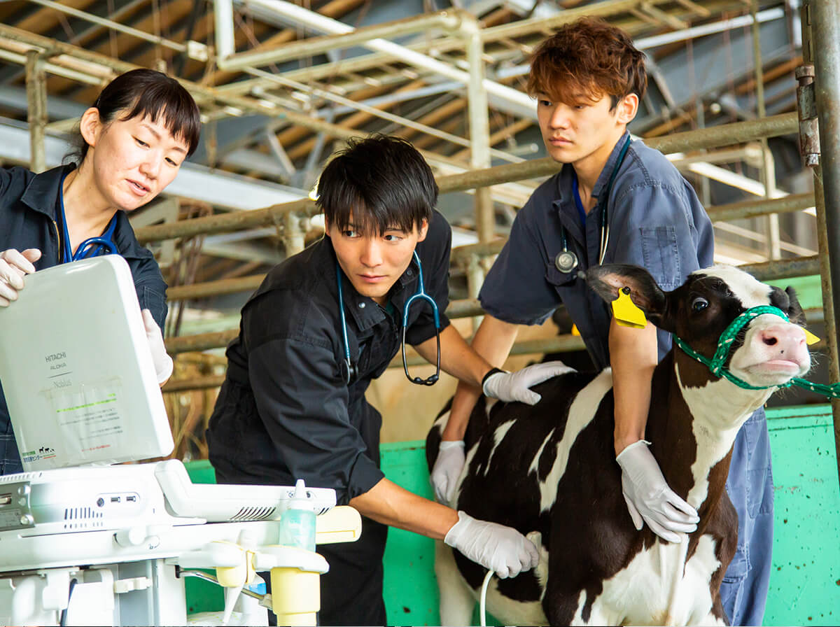 獣医学類 酪農学園大学 農食環境学群 獣医学群